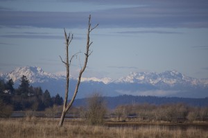 Lone tree with Olympics