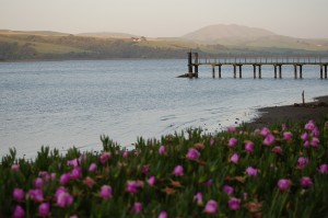 Peaceful flowers at dusk