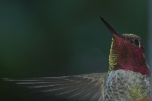Rufus Hummingbird