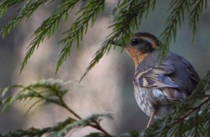 Varied thrush in fir tree